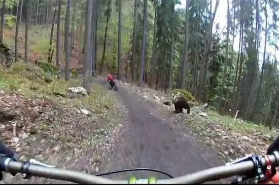 男人丛林中骑行被棕熊追逐 下一秒献技死活时速