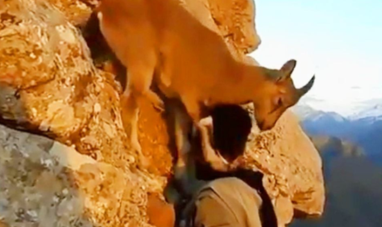 男人攀岩遭受岩羊 岩羊的举动令东谈主不敢折服